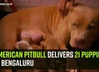 American pitbull delivers 21 puppies in Bengaluru