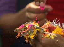 frog wedding