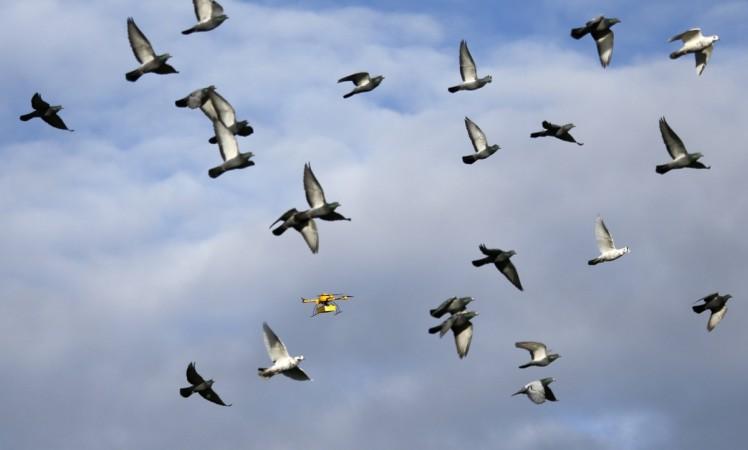 Birds