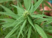 FDA approves cannabis-based medicine for sale