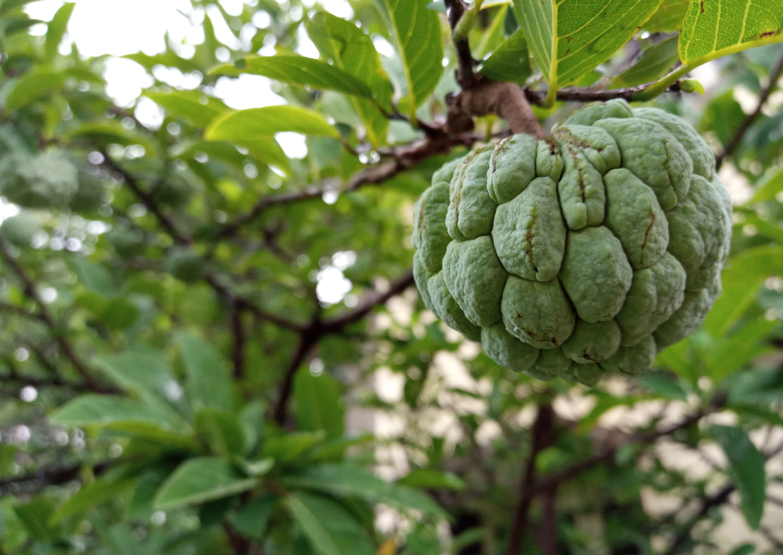 Tecno, Camon iClick, review