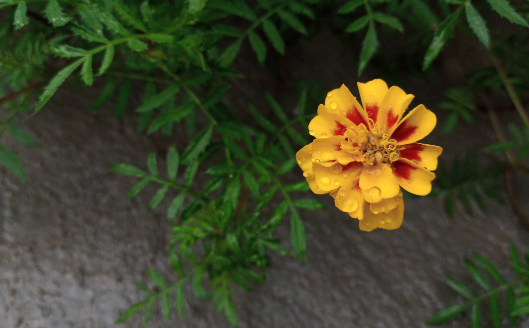 Tecno, Camon iClick, review