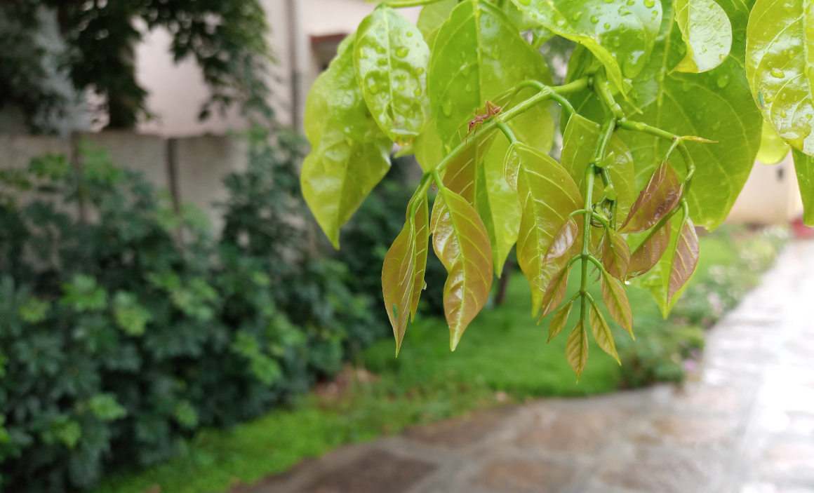 Tecno, Camon iClick, review