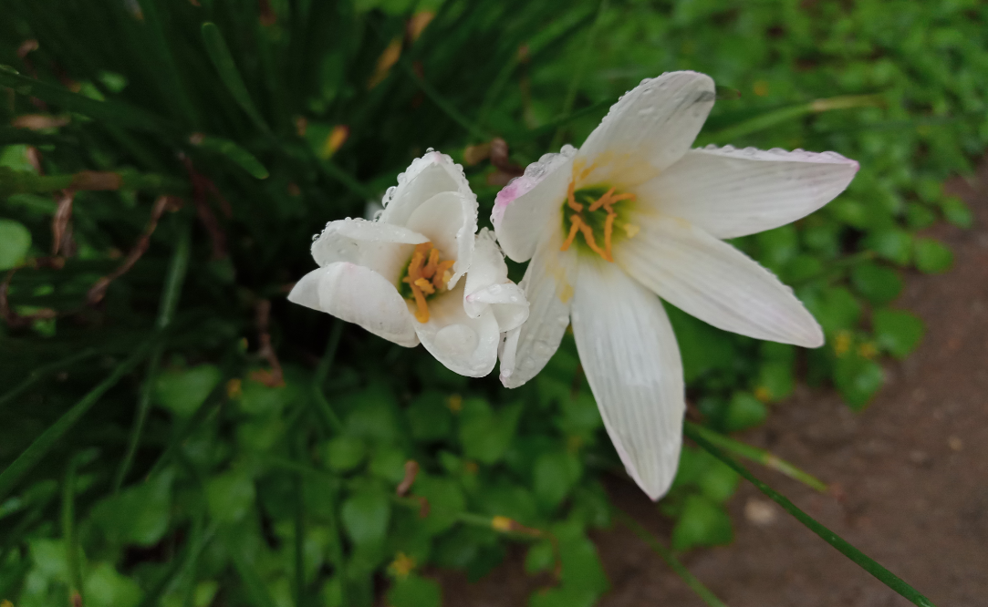 Tecno, Camon iClick, review