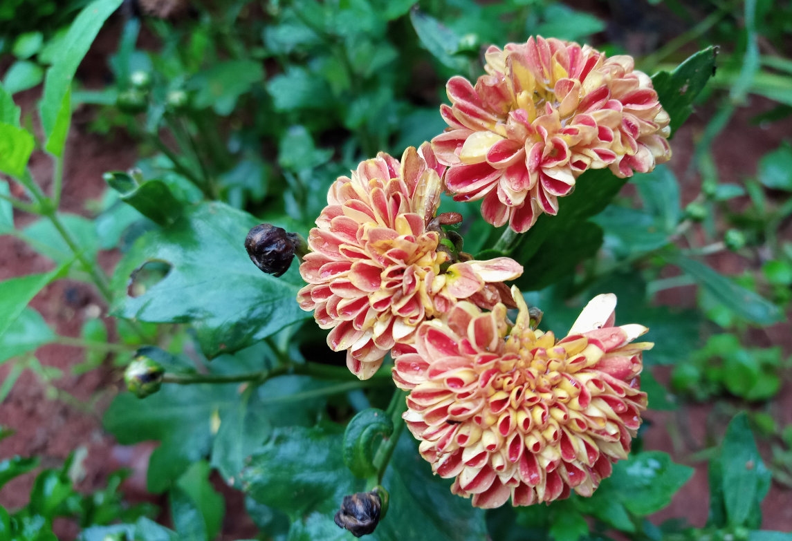 Tecno, Camon iClick, review