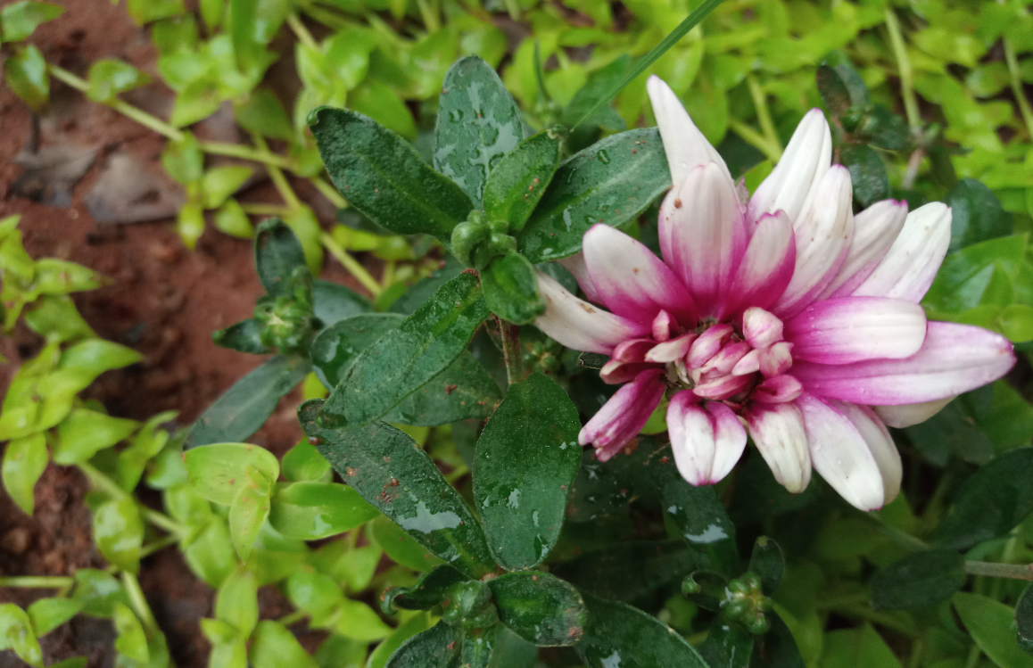 Tecno, Camon iClick, review