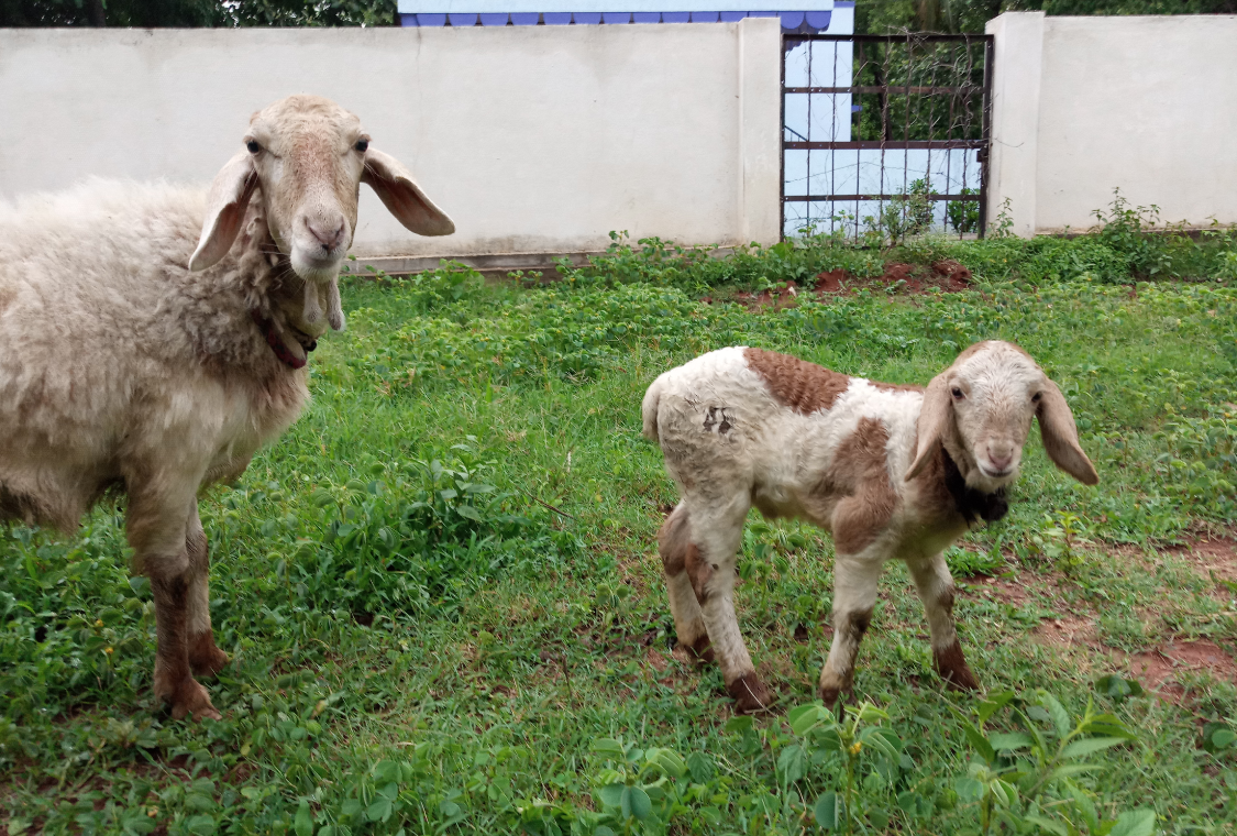 Tecno, Camon iClick, review