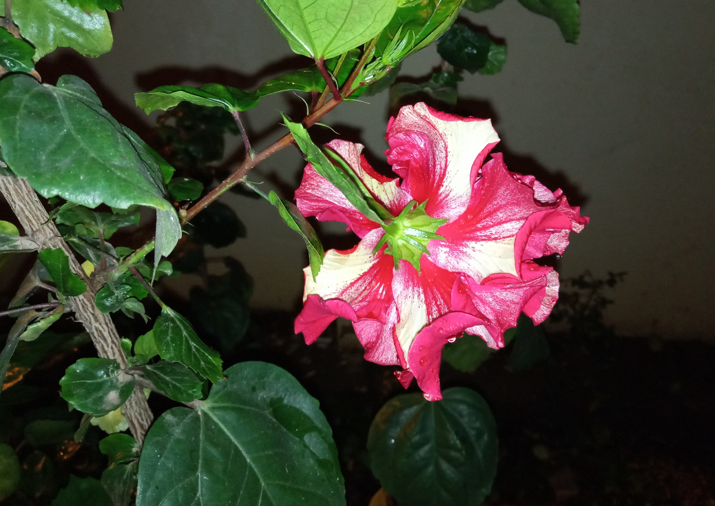 Tecno, Camon iClick, review