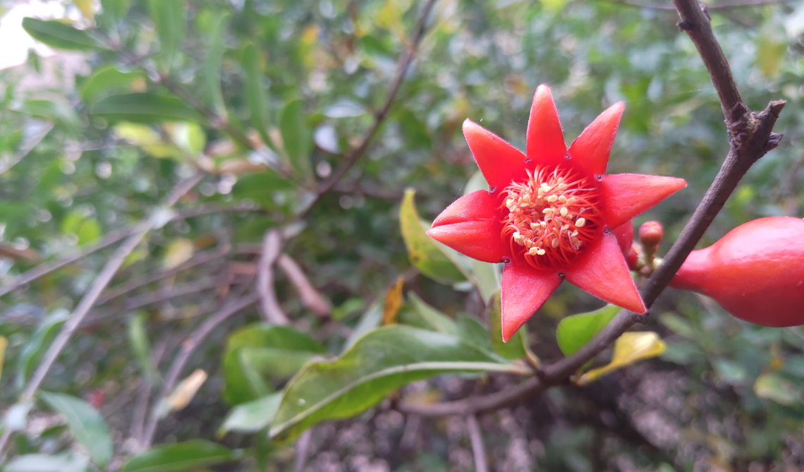 Asus Zenfone 5Z primary camera sample shot taken in the morning. Asus, Zenfone 5z, first impression, hands-on, review India, launch, price, specs