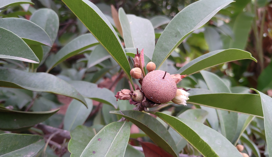 Asus Zenfone 5Z primary camera sample shot taken in the morning Asus, Zenfone 5z, first impression, hands-on, review India, launch, price, specs