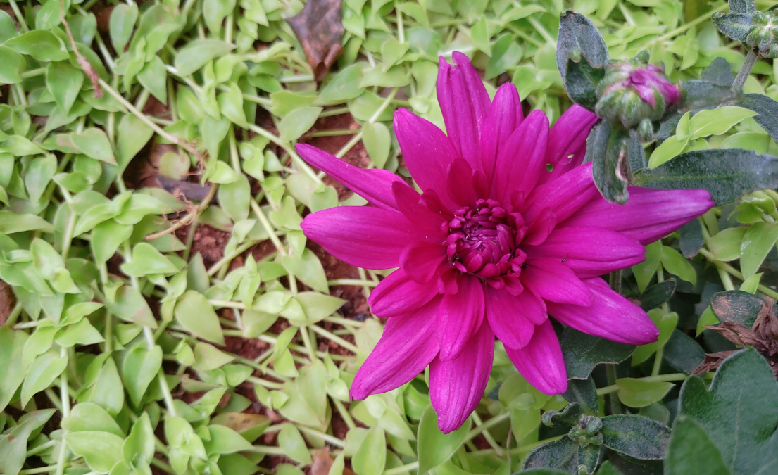 Asus Zenfone 5Z primary camera sample shot taken in the morning. Asus, Zenfone 5z, first impression, hands-on, review India, launch, price, specs