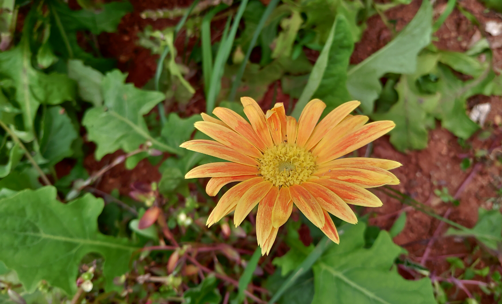 Asus Zenfone 5Z primary camera sample shot taken in the morning. Asus, Zenfone 5z, first impression, hands-on, review India, launch, price, specs