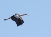 white stork, stork, sim , tracking birds