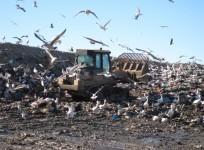stork junk