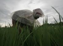 A farmer covered with a plastic sheet