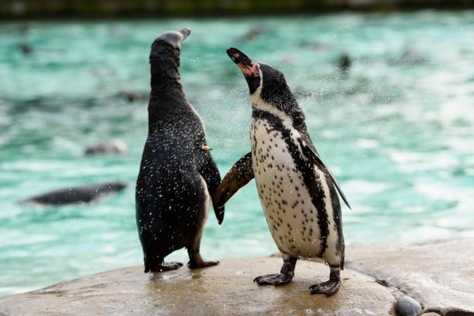Zuzana Matyasova feeds and counts the penguins during the ZSL London Zoo annual stock take at ZSL London Zoo on February 7, 2018 in London, England. penguin
