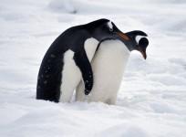 Penguins