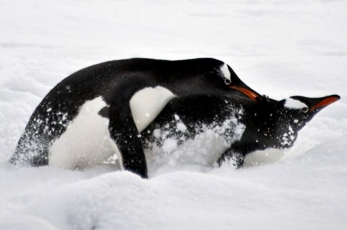 Penguins