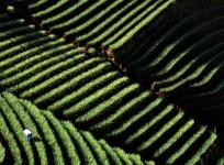 Onion farming in Indonesia