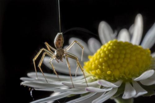 Spiders can balloon away using their silk as sails Flying spider