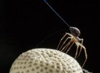 Flying Spider