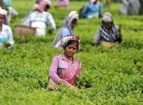 Tea workers of Assam will be covered by central insurance scheme
