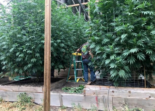 A cannabis grower tends to the plants on his farm in California, U.S. August 28, 2016. Cannabis grower tending to crops