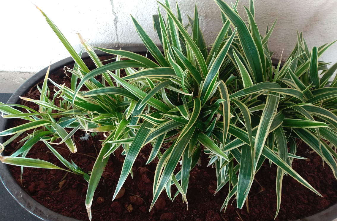 Infinix, Hot 6 Pro, first impression, camera