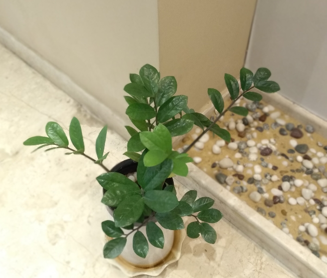 Infinix, Hot 6 Pro, first impression, camera