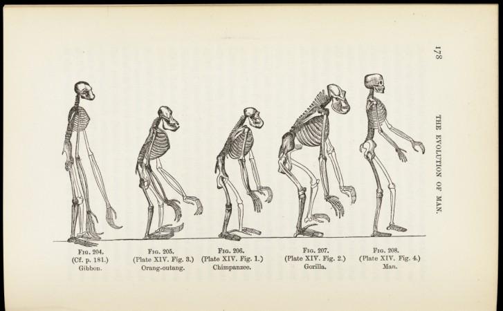 Human evolution is not as linear and simple as once believed Evolution