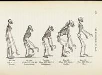 Evolution