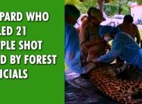 Leopard who mauled 21 people to death shot dead by forest officials