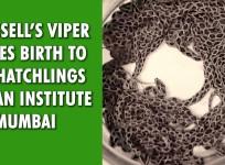 Russell's Viper gives birth to 36 hatchlings at an institute in Mumbai