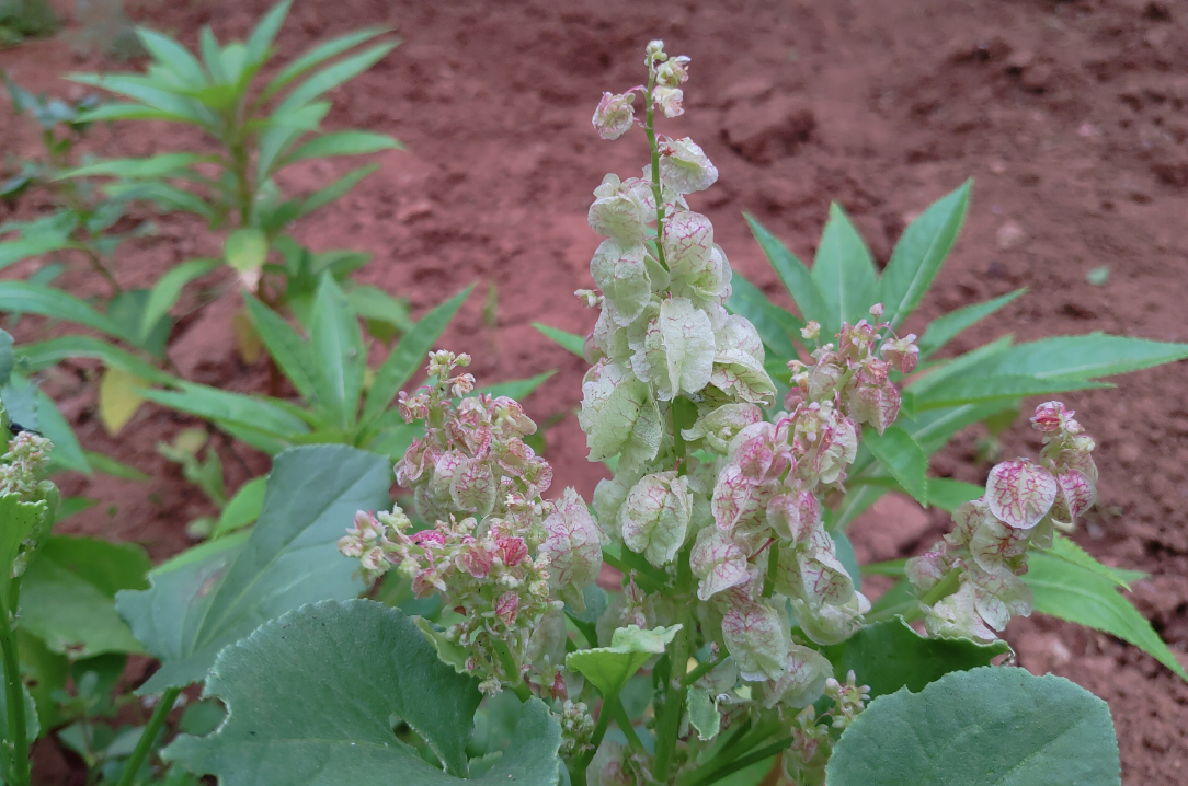 Asus, Zenfone 5z, review, hands-on, India, launch, price, specs