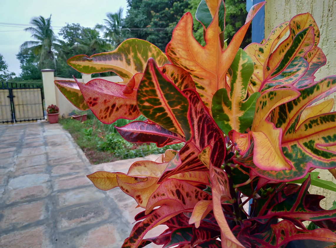 Asus, Zenfone 5z, review, hands-on, India, launch, price, specs