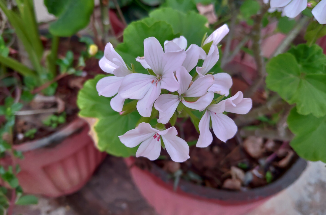 Asus, Zenfone 5z, review, hands-on, India, launch, price, specs