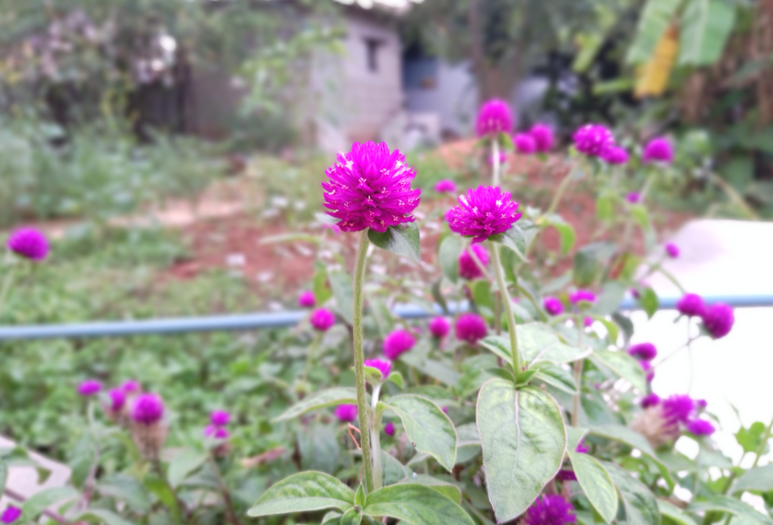 Asus, Zenfone 5z, review, hands-on, India, launch, price, specs