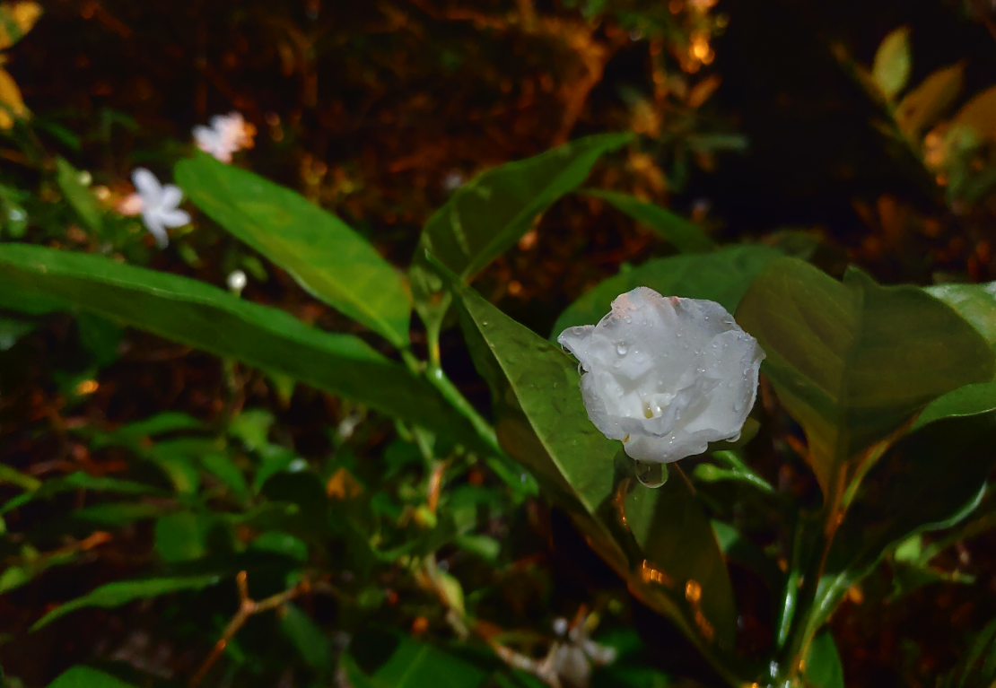 Asus, Zenfone 5z, review, hands-on, India, launch, price, specs