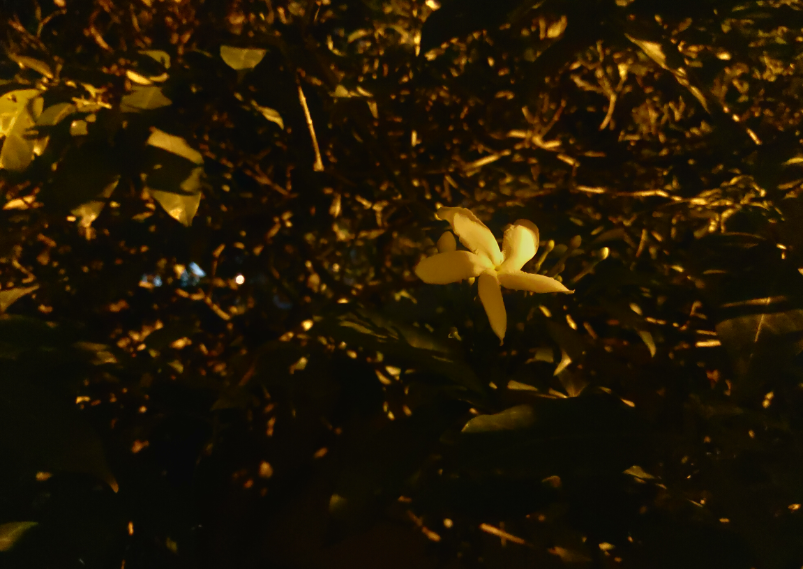 Asus, Zenfone 5z, review, hands-on, India, launch, price, specs