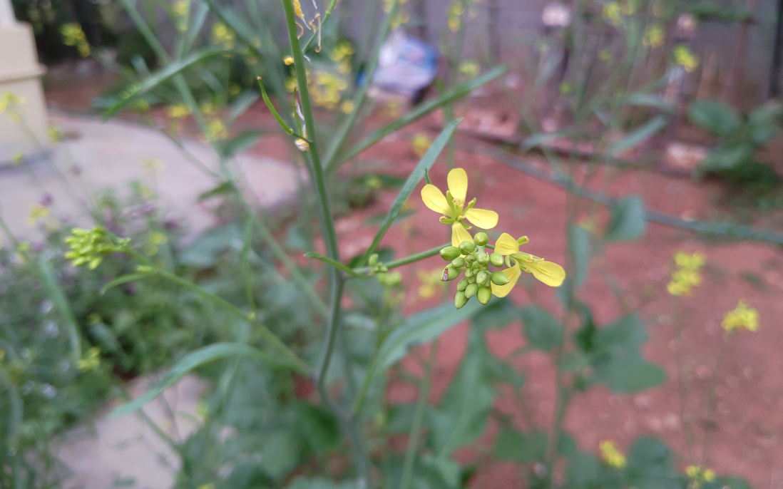 Asus, Zenfone 5z, review, hands-on, India, launch, price, specs