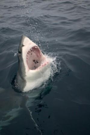 Shark Week turns 30 on July 22, 2018 Shark Week 2018