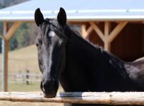 horse
