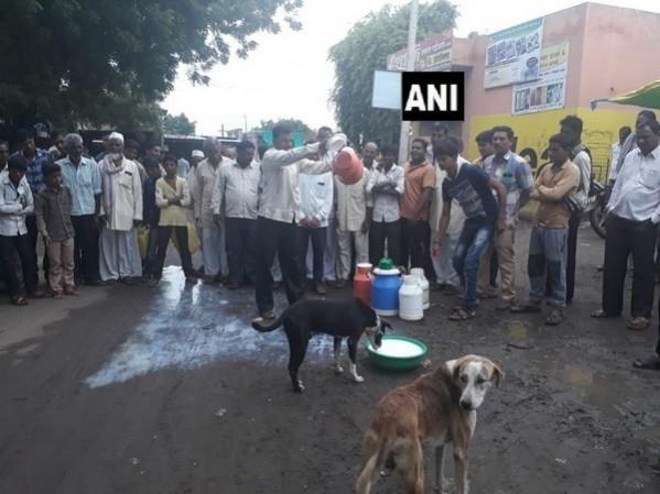 Workers of Swabhimani Shetkari Sangathna feed milk to stray dogs Dairy farmers protest in Maharashtra