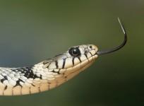 A snake is shown here for representational purpose
