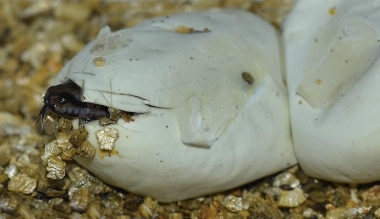 A snake hatching from its egg A snake hatching from its egg