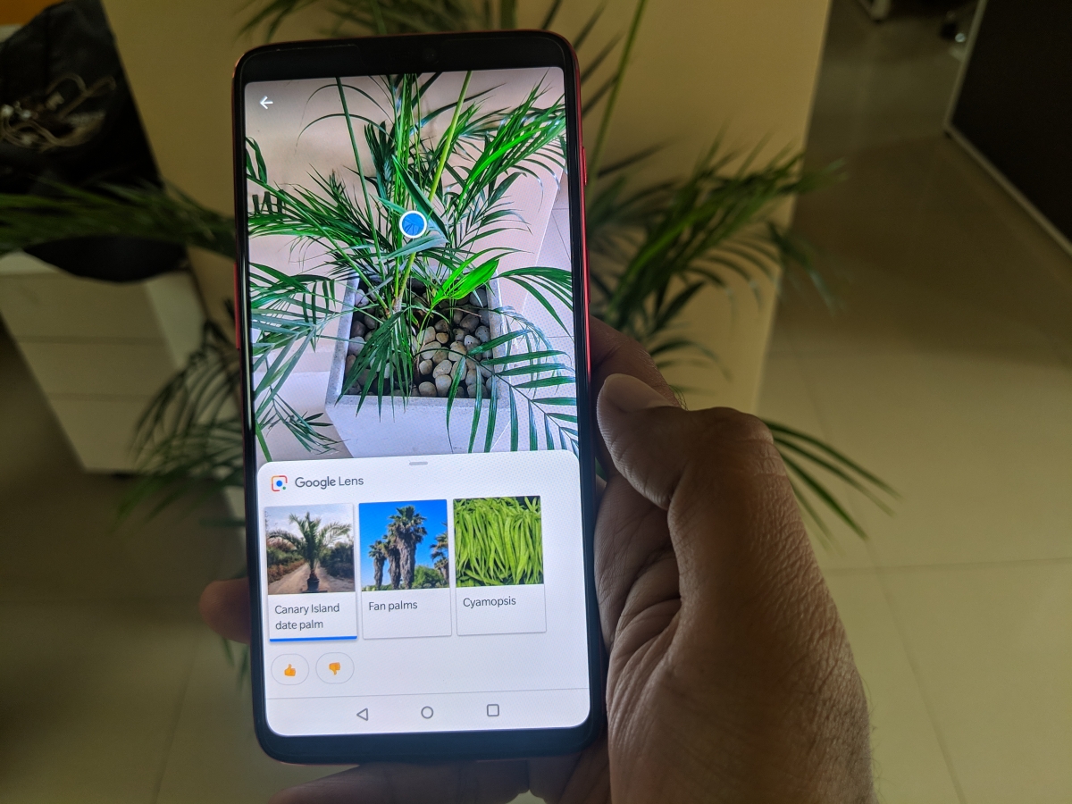 Google Lens identifying plants Google Lens identifying plants