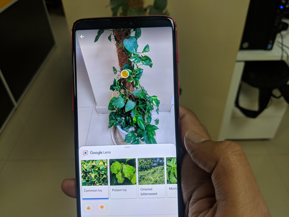 Google Lens identifying plants Google Lens identifying plants