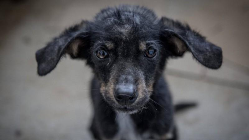 Chernobyl Stray Dogs Find New Homes In The U.S.