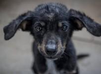 Chernobyl Stray Dogs Find New Homes In The U.S.