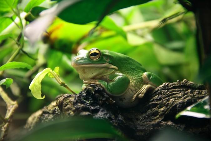 Thousand of frogs were sacrificed in a ritual called beng kutni in Bihar. (Representational Image) Frogs